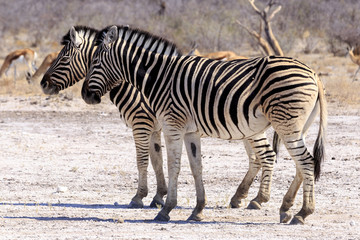 Fototapeta na wymiar Zebras in Etosha parc Namibia