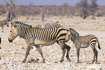 Fototapeta na wymiar Zebras in Etosha parc Namibia