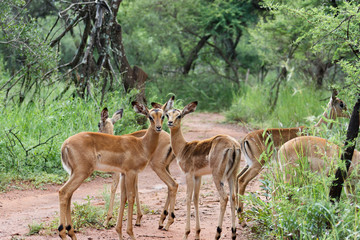 Impala [ Aepyceros melampus ]