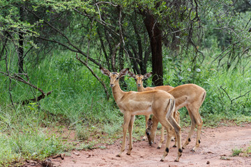 Impala [ Aepyceros melampus ]