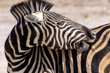 Fototapeta na wymiar Zebra in Etosha parc Namibia