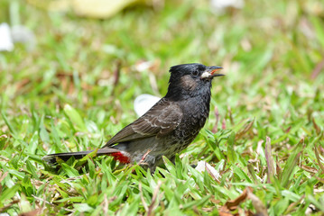 Fototapeta premium Red-vented Bulbul, exotic bird, eating bread on the lawn