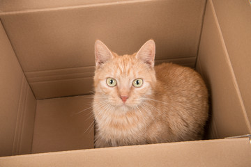 Red cat sitting in a carton box looking up facing the camera