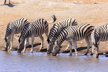 Fototapeta na wymiar Zebras drinking in Etosha parc Namibia