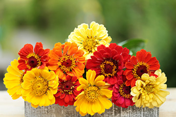 bouquet of yellow orange and red zinnias on blurred green background