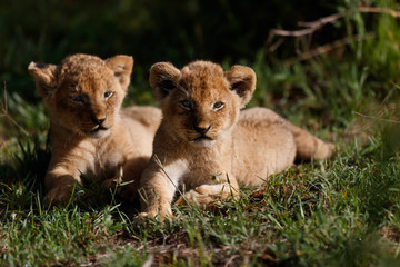 Baby Lions in Masai Mara