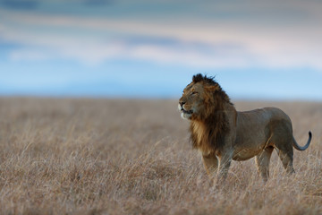 Naklejka na ściany i meble Lion in the savannah of Masai Mara 