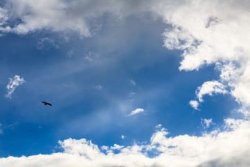 eagle in the sky on the background of clouds