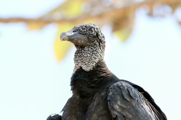avvoltoio nero