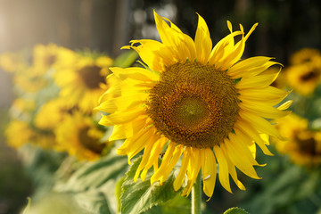 Obraz premium beautiful sunflower