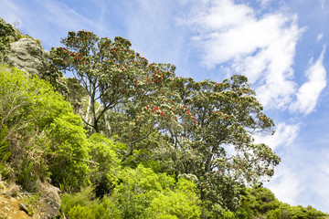 pohutukawa tree with red blossom
