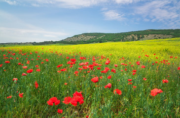 Fototapeta na wymiar Beautiful colorful landscape with flowers. Spring meadow.
