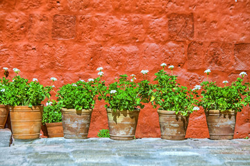 Geranium plants in pots