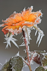 Eiskristale auf oranger Rose vor unscharfem Hintergrund