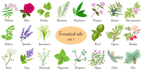 Big vector set of popular essential oil plants. Rose, Geranium, lavender, mint, melissa, Chamomile, cedar, pine, juniper, rosehip etc. For cosmetics store spa health care aromatherapy homeopathy - obrazy, fototapety, plakaty