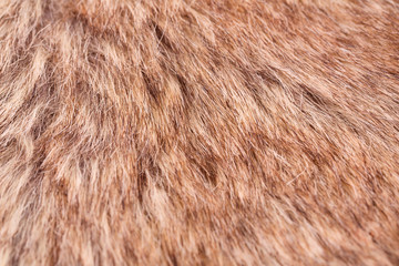 Fur background