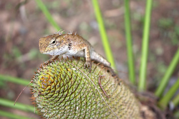 chameleon on the flowers of the Cycas palm tree. 