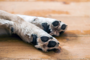 Close Up of Light Colored Puppy Paw. dog feet and legs on wood.