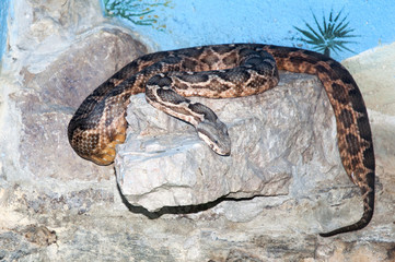 a cobra coiled