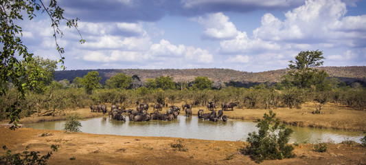 African buffalo in Kruger National park, South Africa © PACO COMO