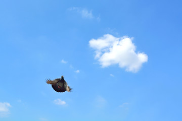 Pigeon fly high into the sky.