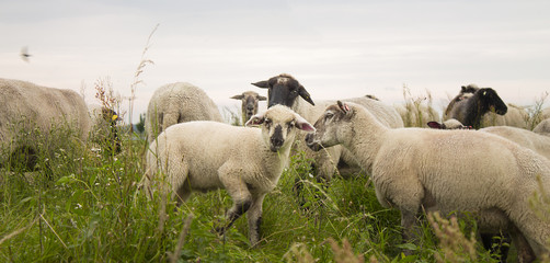 Obraz premium Schafe am Deich