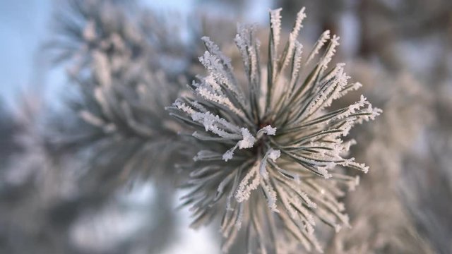 Frozen tree needles in sunny winter day