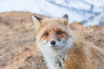 Portrait of a fox