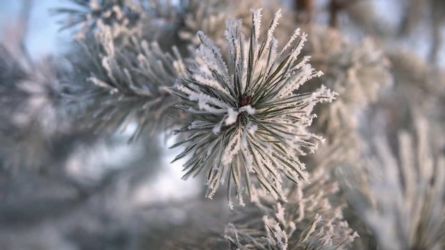 Frozen tree needles in sunny winter day
