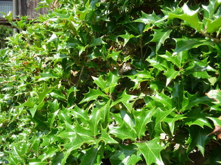 ヒイラギ(滋賀県)