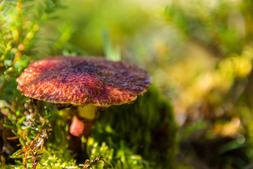 Red mushroom in the grass