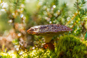 Red mushroom in the grass