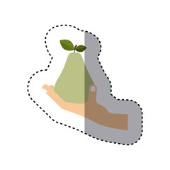 colorful sticker of hand holding pear fruit vector illustration