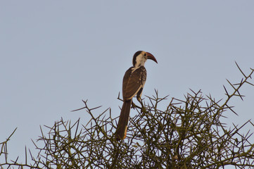 Hornbill on a branch