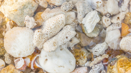 Background of shells and corals