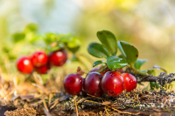Cranberries