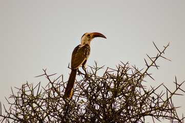 Hornbill on a branch