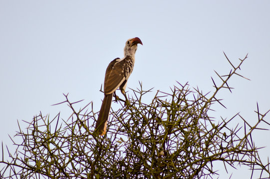 Hornbill on a branch