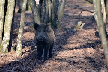 Sanglier