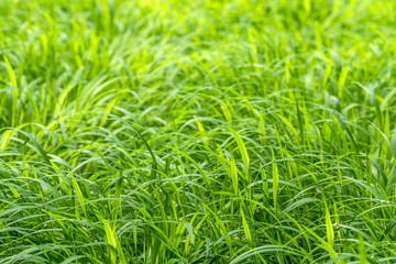 Close-up grass background
