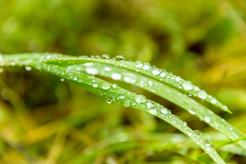 Grass in drops of water