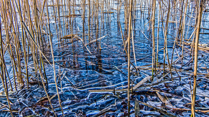 Reed on frozen ground
