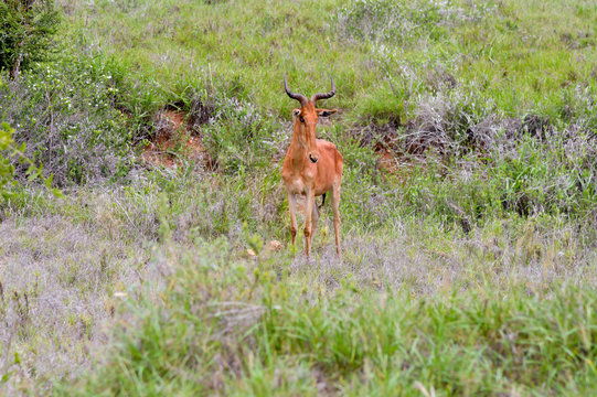 Fototapeta Hirola in the savanna