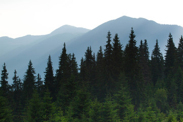 Spruce forest in the Ukrainian Carpathians. Sustainable clear ecosystem