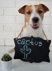 Dog and cactus