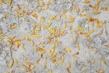 Brown dry leaf on cement ground.