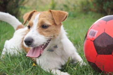 Happy dog with ball