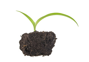 Young plant with humus isolated on white background