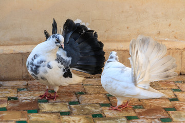 Courting of pigeons.