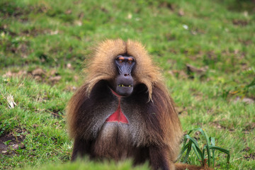 Baboon monkey from Simien National Park.